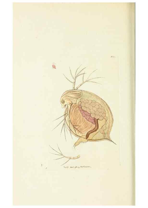Reproducción/Reproduction 30128840273: The naturalist's miscellany, or Coloured figures of natural objects. London :Printed for Nodder & Co.,1789-1813