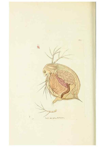 Reproducción/Reproduction 30128840273: The naturalist's miscellany, or Coloured figures of natural objects. London :Printed for Nodder & Co.,1789-1813