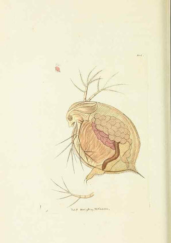 Reproducción/Reproduction 30128840273: The naturalist's miscellany, or Coloured figures of natural objects. London :Printed for Nodder & Co.,1789-1813