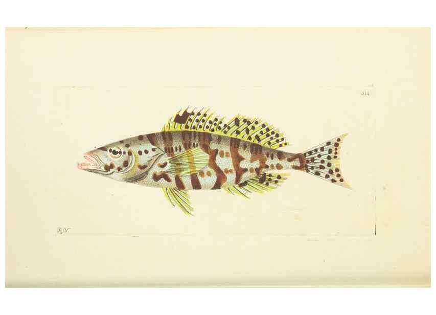 Reproducción/Reproduction 30192874963: The naturalist's miscellany, or Coloured figures of natural objects. London :Printed for Nodder & Co.,1789-1813
