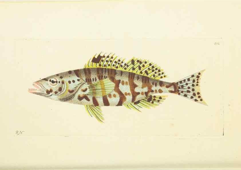 Reproducción/Reproduction 30192874963: The naturalist's miscellany, or Coloured figures of natural objects. London :Printed for Nodder & Co.,1789-1813