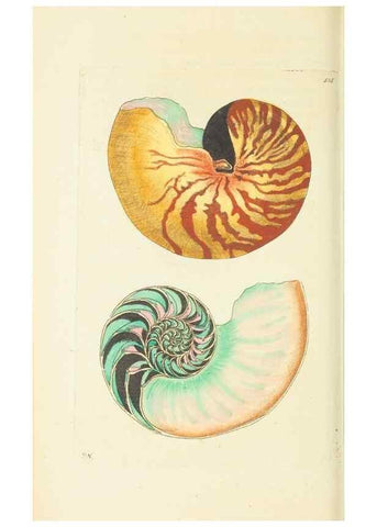 Reproducción/Reproduction 30196191104: The naturalist's miscellany, or Coloured figures of natural objects. London :Printed for Nodder & Co.,1789-1813