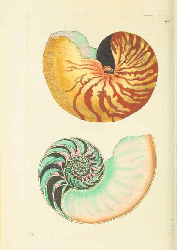 Reproducción/Reproduction 30196191104: The naturalist's miscellany, or Coloured figures of natural objects. London :Printed for Nodder & Co.,1789-1813