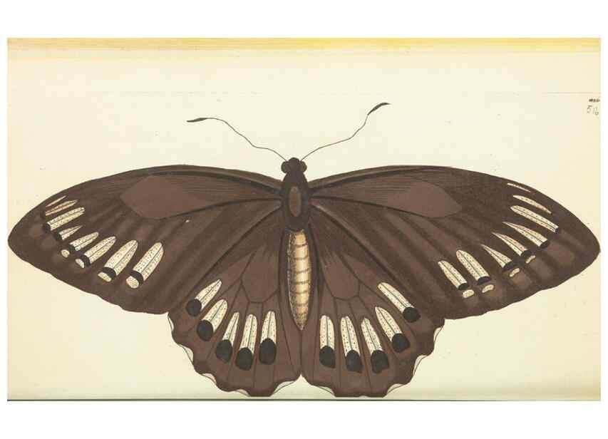 Reproducción/Reproduction 30192877983: The naturalist's miscellany, or Coloured figures of natural objects. London :Printed for Nodder & Co.,1789-1813