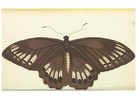 Reproducción/Reproduction 30192877983: The naturalist's miscellany, or Coloured figures of natural objects. London :Printed for Nodder & Co.,1789-1813