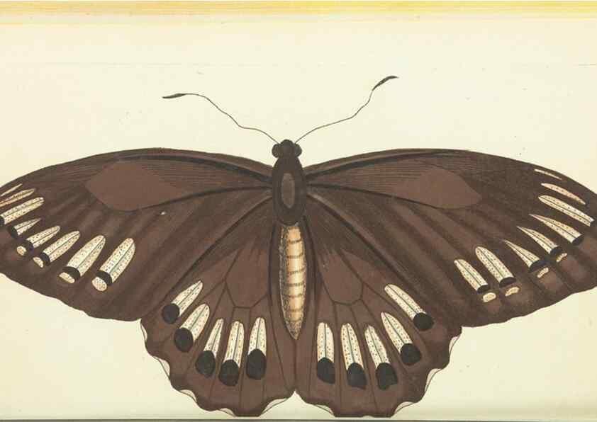 Reproducción/Reproduction 30192877983: The naturalist's miscellany, or Coloured figures of natural objects. London :Printed for Nodder & Co.,1789-1813