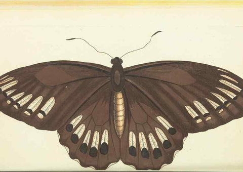 Reproducción/Reproduction 30192877983: The naturalist's miscellany, or Coloured figures of natural objects. London :Printed for Nodder & Co.,1789-1813
