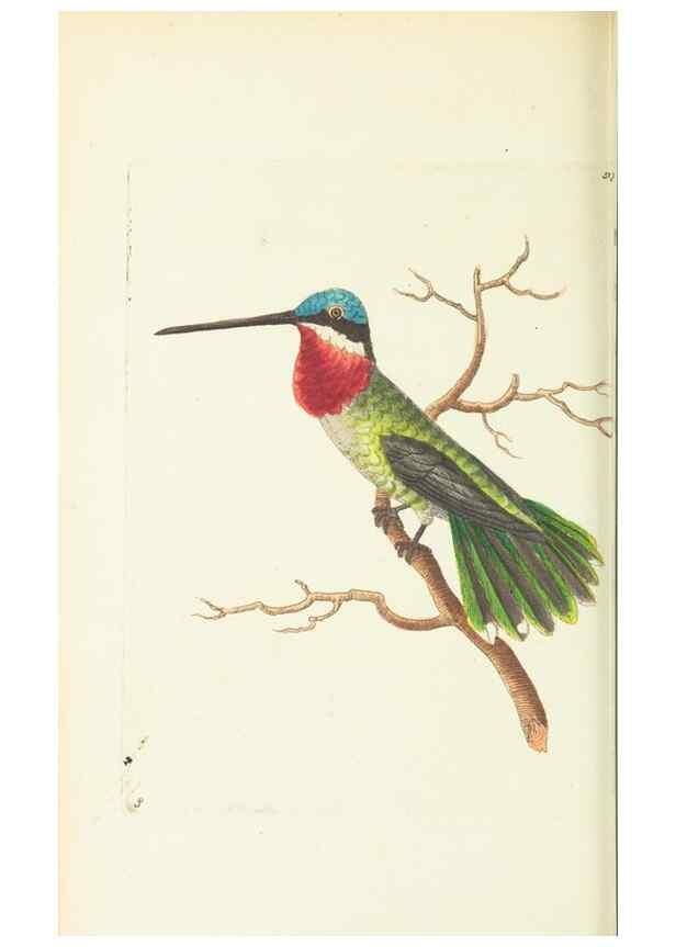 Reproducción/Reproduction 30791263546: The naturalist's miscellany, or Coloured figures of natural objects. London :Printed for Nodder & Co.,1789-1813