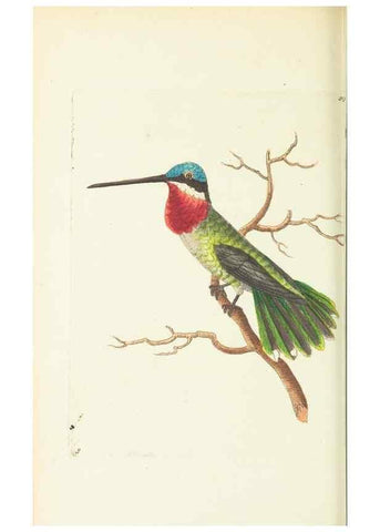 Reproducción/Reproduction 30791263546: The naturalist's miscellany, or Coloured figures of natural objects. London :Printed for Nodder & Co.,1789-1813