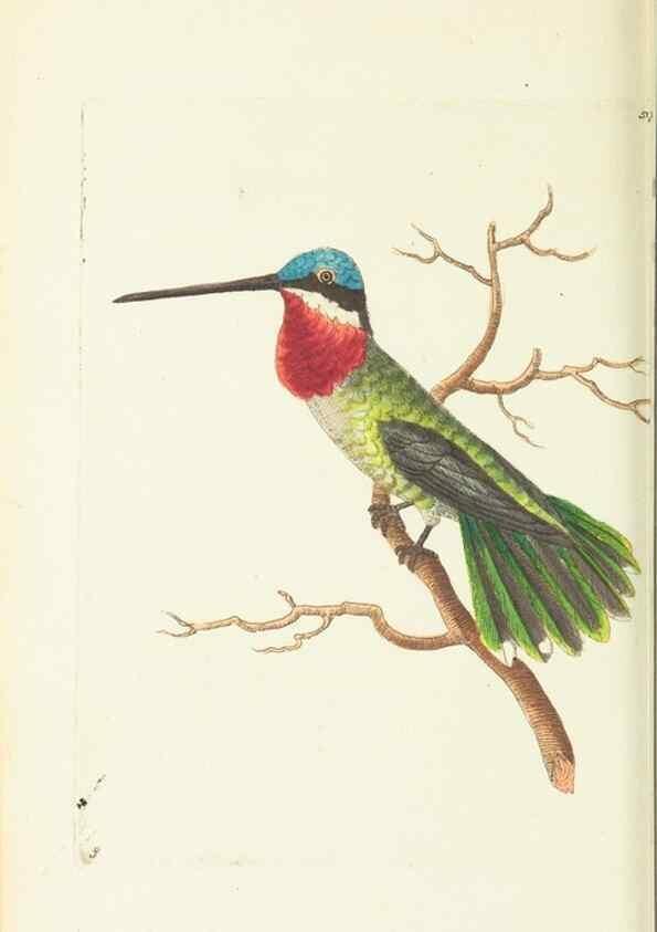 Reproducción/Reproduction 30791263546: The naturalist's miscellany, or Coloured figures of natural objects. London :Printed for Nodder & Co.,1789-1813