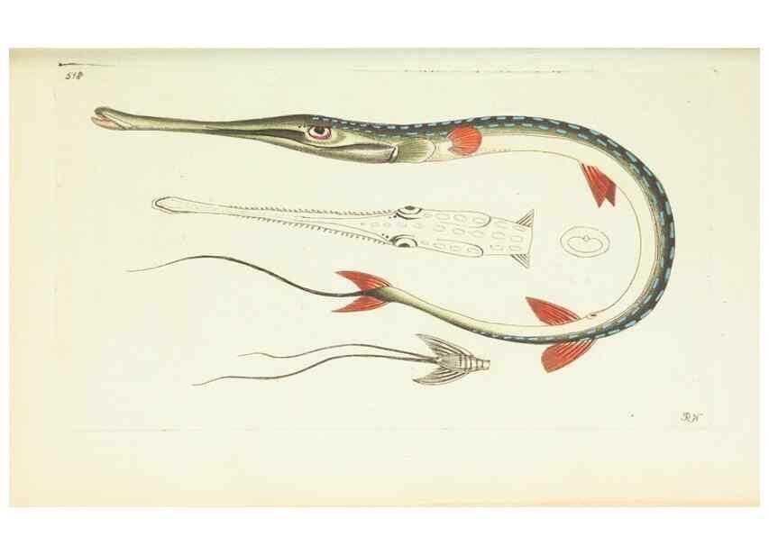 Reproducción/Reproduction 30740031611: The naturalist's miscellany, or Coloured figures of natural objects. London :Printed for Nodder & Co.,1789-1813