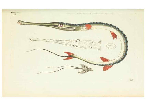 Reproducción/Reproduction 30740031611: The naturalist's miscellany, or Coloured figures of natural objects. London :Printed for Nodder & Co.,1789-1813