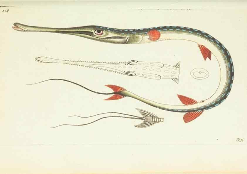 Reproducción/Reproduction 30740031611: The naturalist's miscellany, or Coloured figures of natural objects. London :Printed for Nodder & Co.,1789-1813