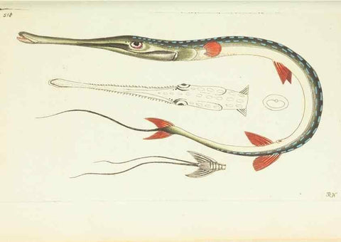 Reproducción/Reproduction 30740031611: The naturalist's miscellany, or Coloured figures of natural objects. London :Printed for Nodder & Co.,1789-1813