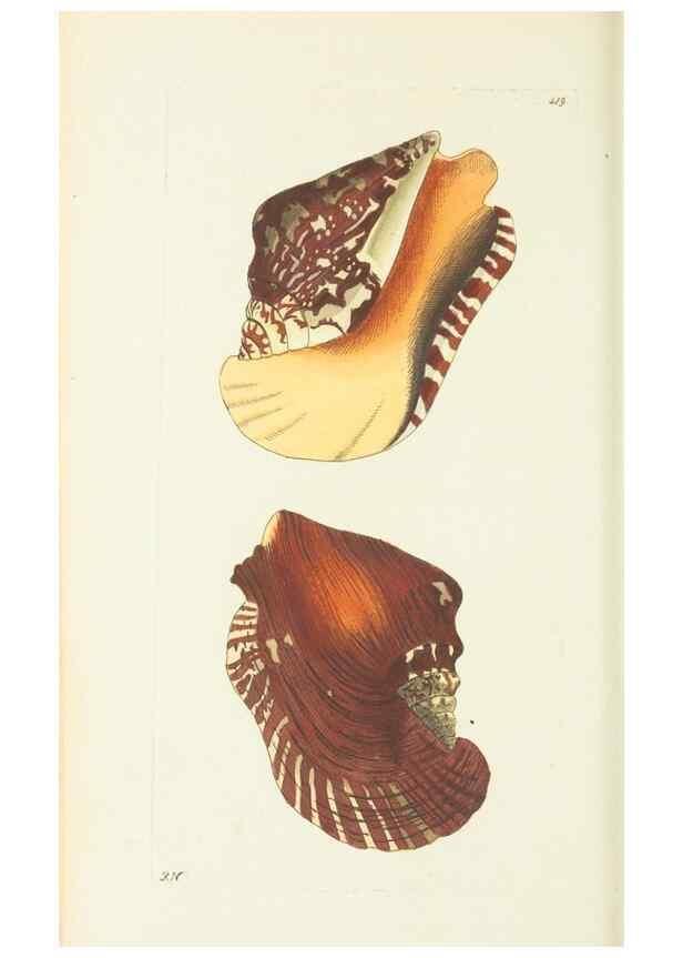 Reproducción/Reproduction 30526934330: The naturalist's miscellany, or Coloured figures of natural objects. London :Printed for Nodder & Co.,1789-1813