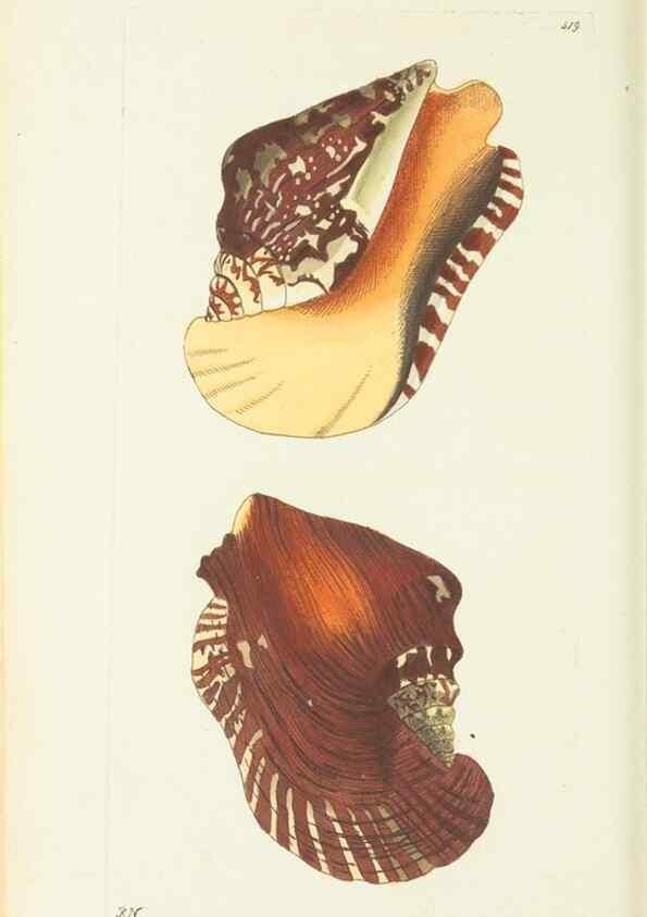 Reproducción/Reproduction 30526934330: The naturalist's miscellany, or Coloured figures of natural objects. London :Printed for Nodder & Co.,1789-1813