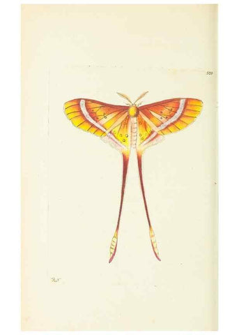 Reproducción/Reproduction 30196201174: The naturalist's miscellany, or Coloured figures of natural objects. London :Printed for Nodder & Co.,1789-1813