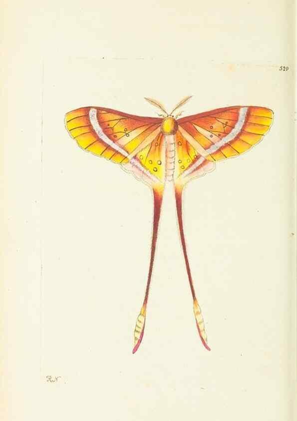 Reproducción/Reproduction 30196201174: The naturalist's miscellany, or Coloured figures of natural objects. London :Printed for Nodder & Co.,1789-1813