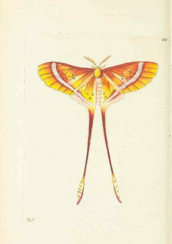 Reproducción/Reproduction 30196201174: The naturalist's miscellany, or Coloured figures of natural objects. London :Printed for Nodder & Co.,1789-1813
