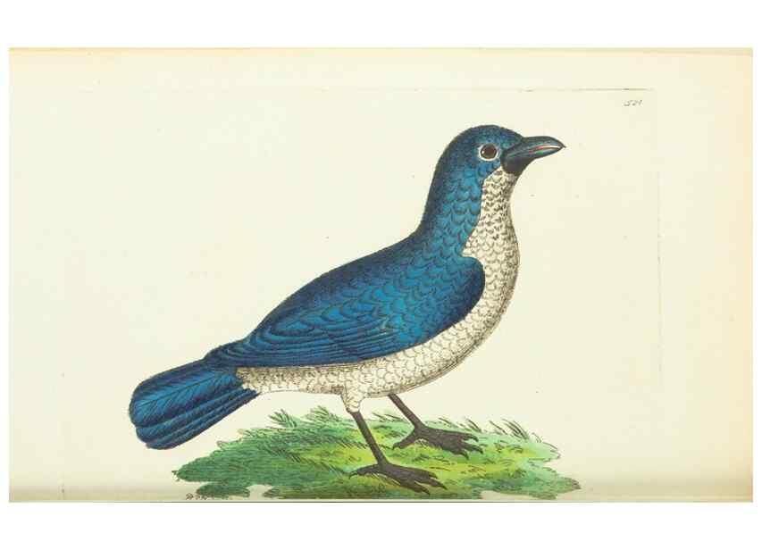 Reproducción/Reproduction 30192892243: The naturalist's miscellany, or Coloured figures of natural objects. London :Printed for Nodder & Co.,1789-1813