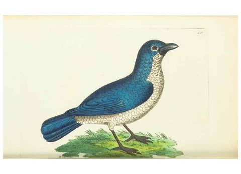 Reproducción/Reproduction 30192892243: The naturalist's miscellany, or Coloured figures of natural objects. London :Printed for Nodder & Co.,1789-1813