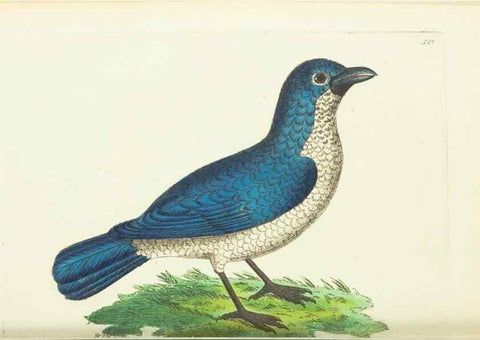 Reproducción/Reproduction 30192892243: The naturalist's miscellany, or Coloured figures of natural objects. London :Printed for Nodder & Co.,1789-1813