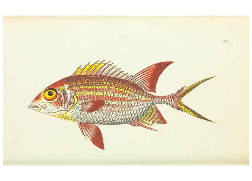 Reproducción/Reproduction 30192895013: The naturalist's miscellany, or Coloured figures of natural objects. London :Printed for Nodder & Co.,1789-1813