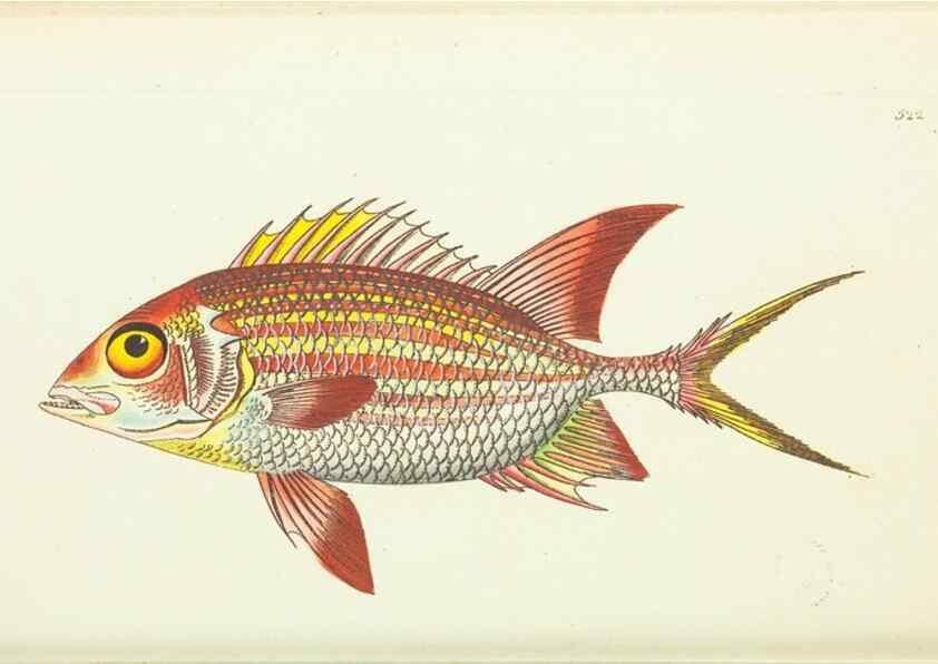 Reproducción/Reproduction 30192895013: The naturalist's miscellany, or Coloured figures of natural objects. London :Printed for Nodder & Co.,1789-1813