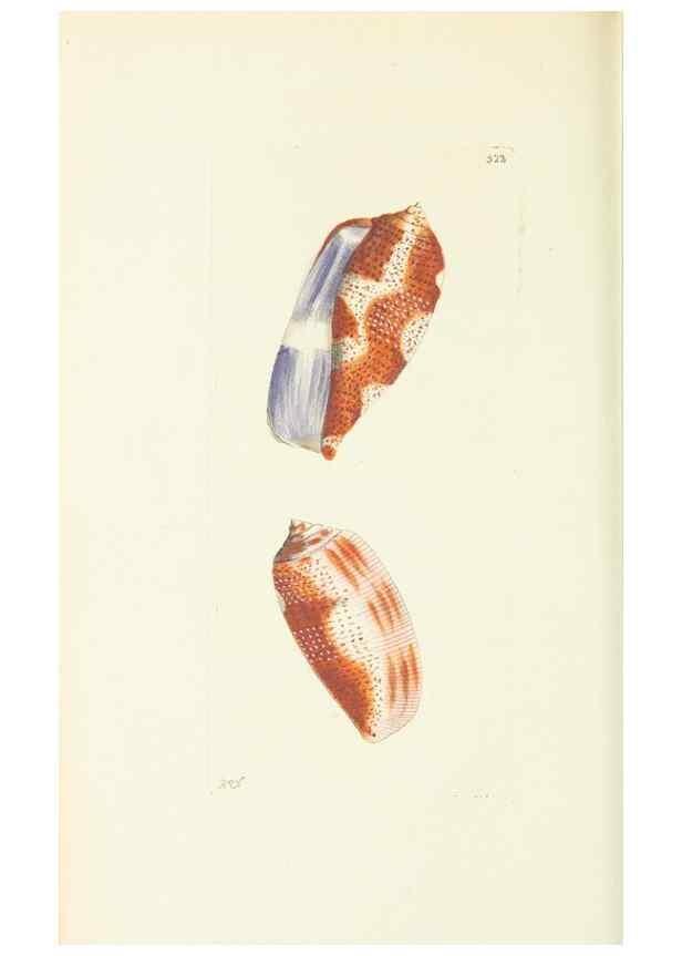 Reproducción/Reproduction 30827911775: The naturalist's miscellany, or Coloured figures of natural objects. London :Printed for Nodder & Co.,1789-1813