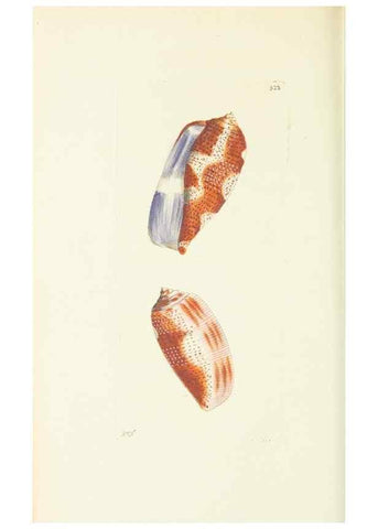 Reproducción/Reproduction 30827911775: The naturalist's miscellany, or Coloured figures of natural objects. London :Printed for Nodder & Co.,1789-1813