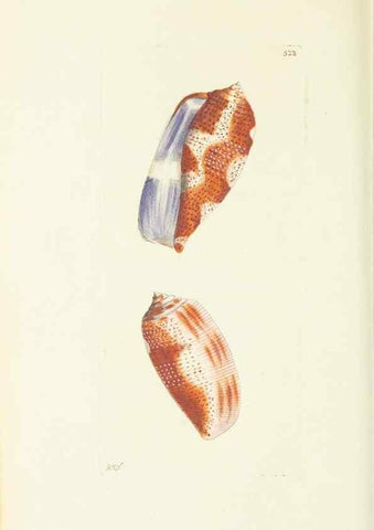 Reproducción/Reproduction 30827911775: The naturalist's miscellany, or Coloured figures of natural objects. London :Printed for Nodder & Co.,1789-1813