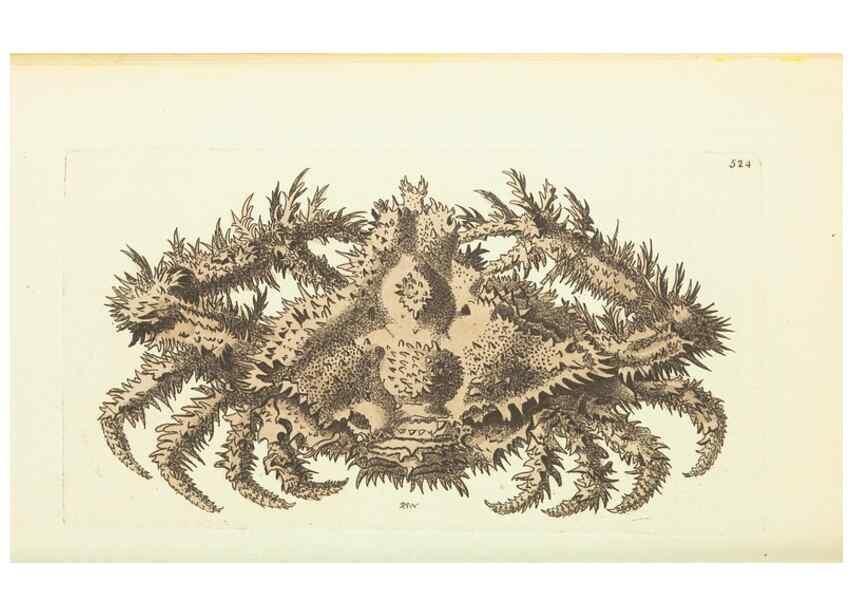 Reproducción/Reproduction 30526945210: The naturalist's miscellany, or Coloured figures of natural objects. London :Printed for Nodder & Co.,1789-1813
