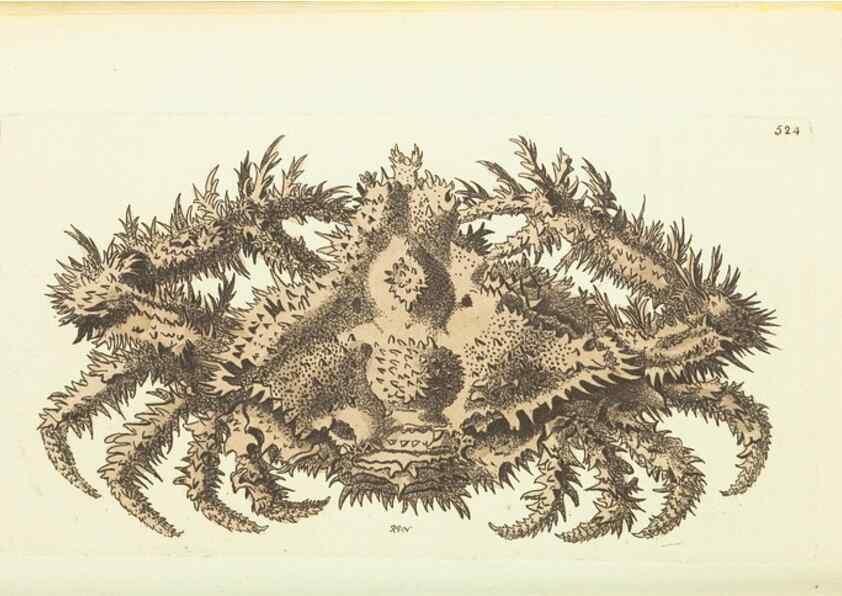 Reproducción/Reproduction 30526945210: The naturalist's miscellany, or Coloured figures of natural objects. London :Printed for Nodder & Co.,1789-1813