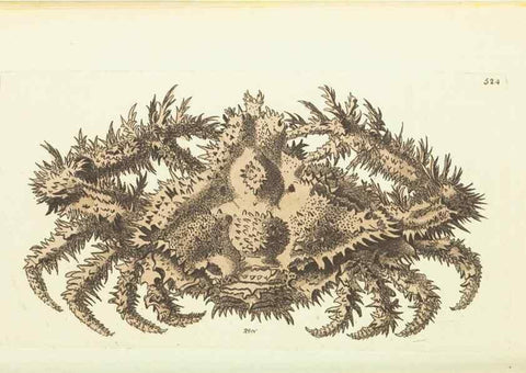 Reproducción/Reproduction 30526945210: The naturalist's miscellany, or Coloured figures of natural objects. London :Printed for Nodder & Co.,1789-1813
