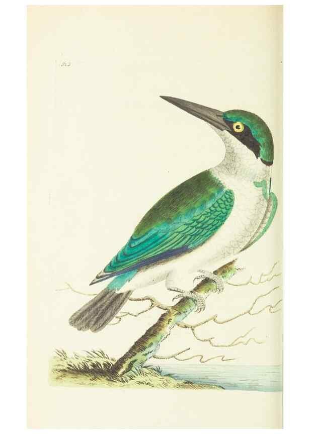 Reproducción/Reproduction 30526947690: The naturalist's miscellany, or Coloured figures of natural objects. London :Printed for Nodder & Co.,1789-1813