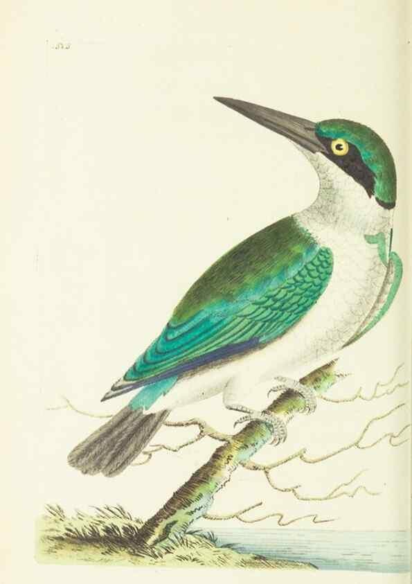 Reproducción/Reproduction 30526947690: The naturalist's miscellany, or Coloured figures of natural objects. London :Printed for Nodder & Co.,1789-1813