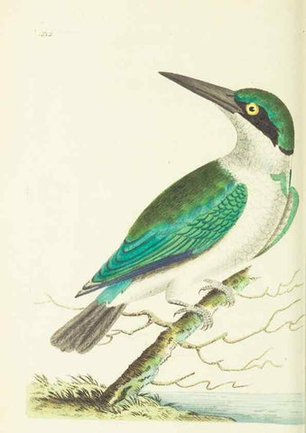 Reproducción/Reproduction 30526947690: The naturalist's miscellany, or Coloured figures of natural objects. London :Printed for Nodder & Co.,1789-1813