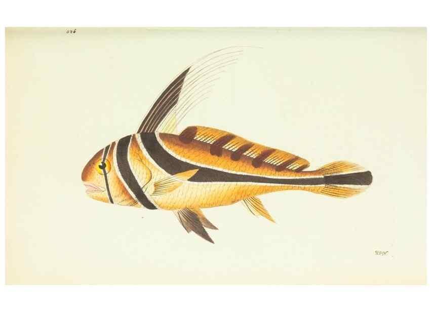 Reproducción/Reproduction 30196206854: The naturalist's miscellany, or Coloured figures of natural objects. London :Printed for Nodder & Co.,1789-1813