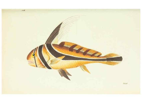 Reproducción/Reproduction 30196206854: The naturalist's miscellany, or Coloured figures of natural objects. London :Printed for Nodder & Co.,1789-1813