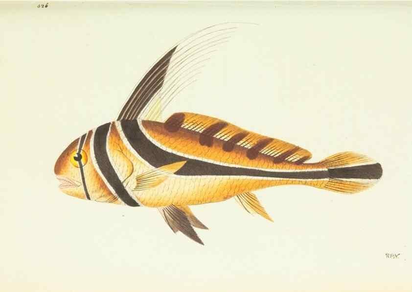 Reproducción/Reproduction 30196206854: The naturalist's miscellany, or Coloured figures of natural objects. London :Printed for Nodder & Co.,1789-1813