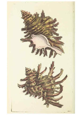 Reproducción/Reproduction 30827922665: The naturalist's miscellany, or Coloured figures of natural objects. London :Printed for Nodder & Co.,1789-1813
