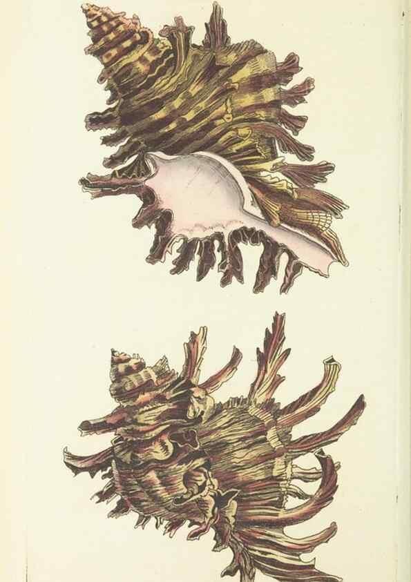 Reproducción/Reproduction 30827922665: The naturalist's miscellany, or Coloured figures of natural objects. London :Printed for Nodder & Co.,1789-1813