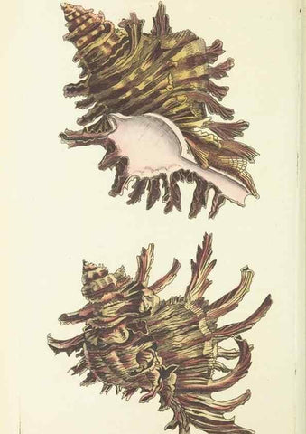 Reproducción/Reproduction 30827922665: The naturalist's miscellany, or Coloured figures of natural objects. London :Printed for Nodder & Co.,1789-1813