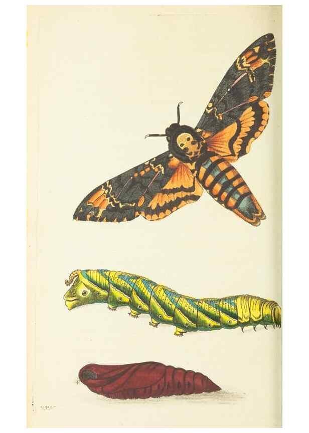 Reproducción/Reproduction 30711080812: The naturalist's miscellany, or Coloured figures of natural objects. London :Printed for Nodder & Co.,1789-1813