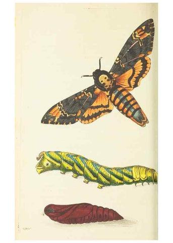 Reproducción/Reproduction 30711080812: The naturalist's miscellany, or Coloured figures of natural objects. London :Printed for Nodder & Co.,1789-1813
