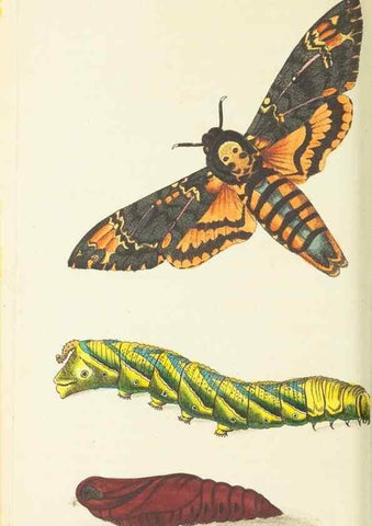 Reproducción/Reproduction 30711080812: The naturalist's miscellany, or Coloured figures of natural objects. London :Printed for Nodder & Co.,1789-1813