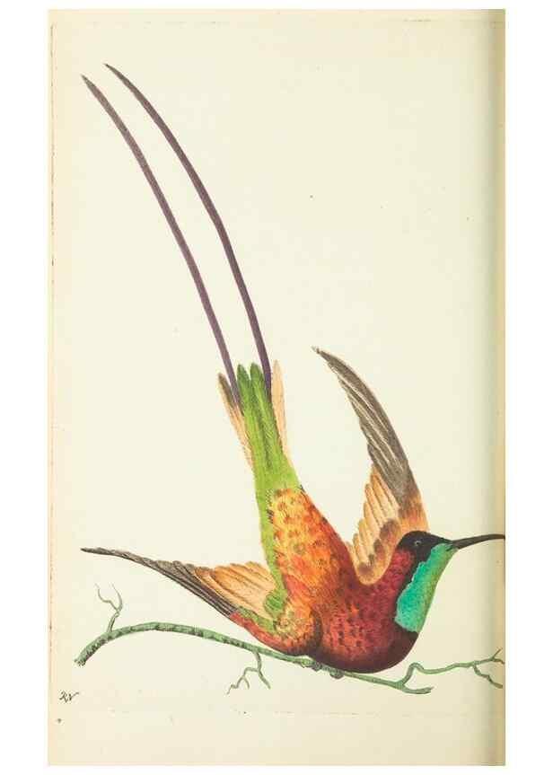 Reproducción/Reproduction 30196183544: The naturalist's miscellany, or Coloured figures of natural objects. London :Printed for Nodder & Co.,1789-1813