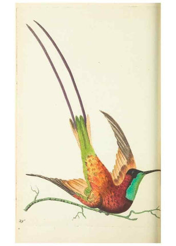 Reproducción/Reproduction 30196183544: The naturalist's miscellany, or Coloured figures of natural objects. London :Printed for Nodder & Co.,1789-1813