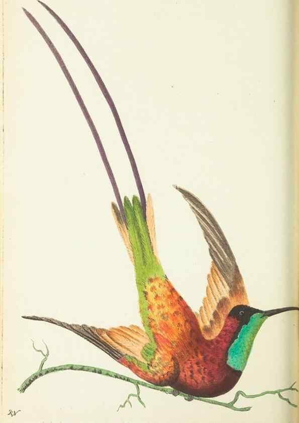 Reproducción/Reproduction 30196183544: The naturalist's miscellany, or Coloured figures of natural objects. London :Printed for Nodder & Co.,1789-1813