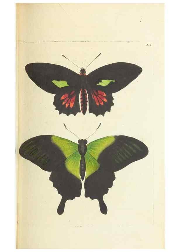 Reproducción/Reproduction 30526916620: The naturalist's miscellany, or Coloured figures of natural objects. London :Printed for Nodder & Co.,1789-1813